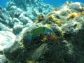 Thalassoma pavo